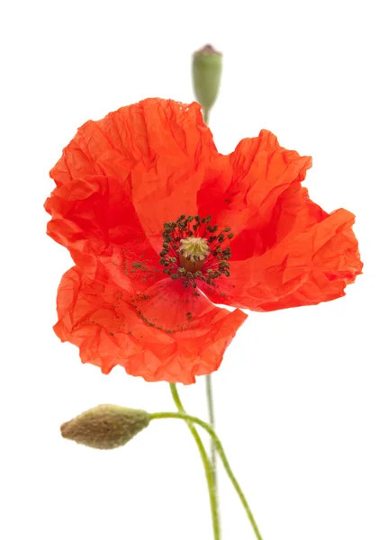 Mohn — Stockfoto