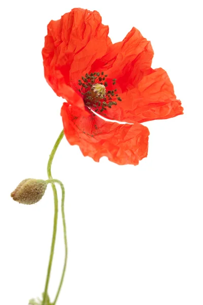 Poppy — Stock Photo, Image