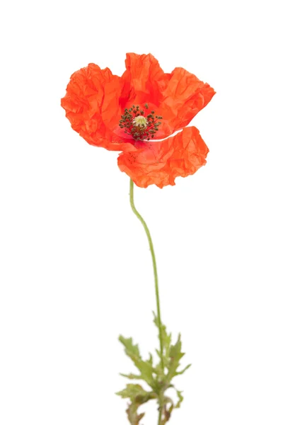 Mohn — Stockfoto