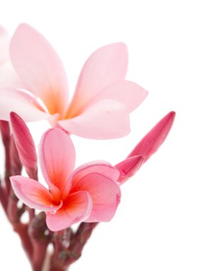 pembe frangipani
