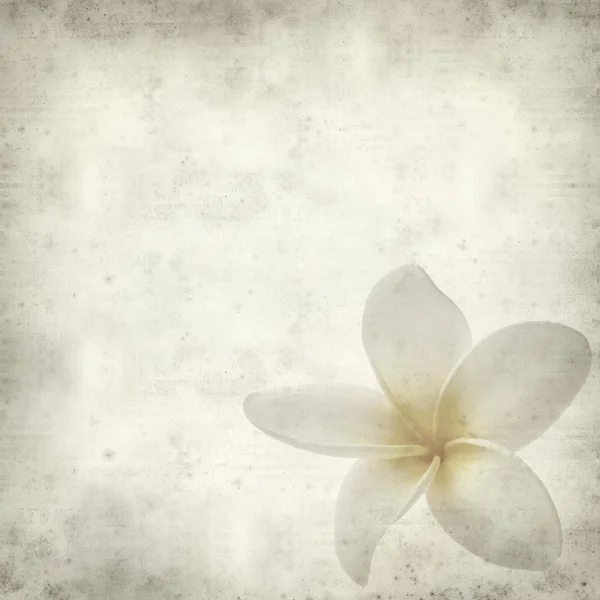 Frangipani — Stock Photo, Image