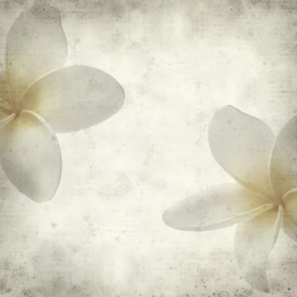 Frangipani — Stock Photo, Image