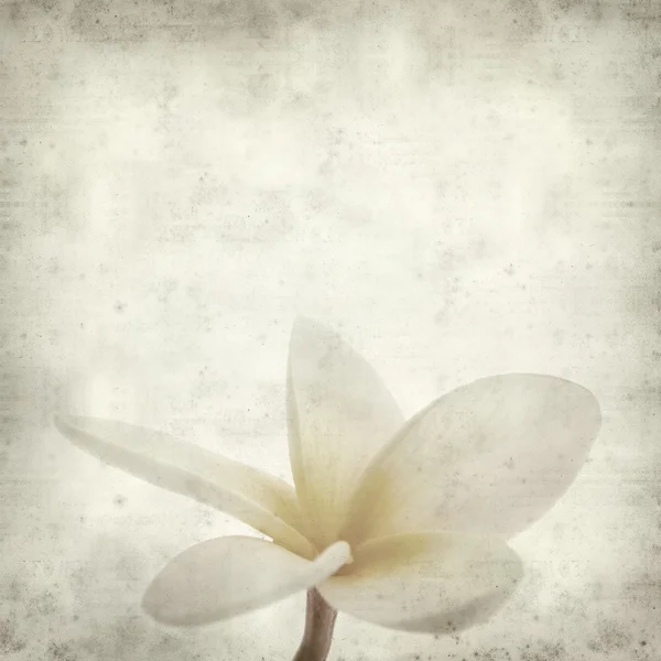 Frangipani — Stockfoto