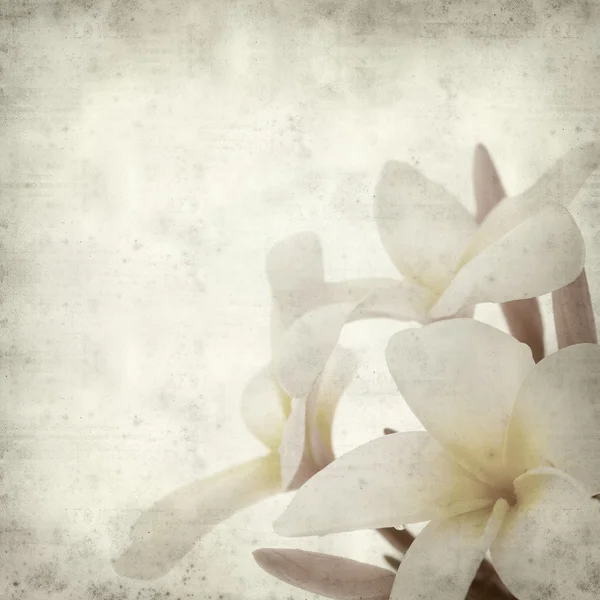 Frangipani — Stockfoto