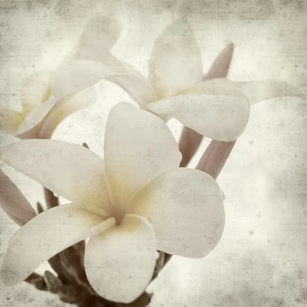 Frangipani — Stockfoto