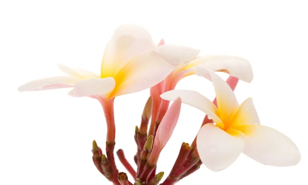 Plumeria — Fotografia de Stock