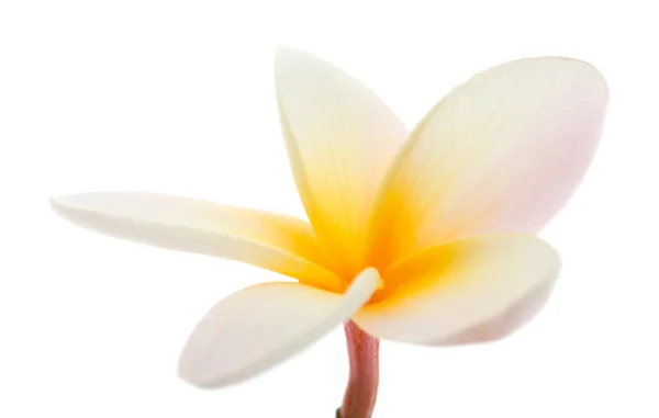 Plumeria — Fotografia de Stock