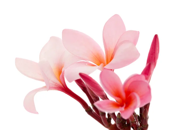 Pink frangipani — Stock Photo, Image