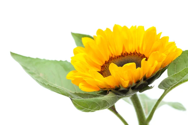 Sonnenblume — Stockfoto