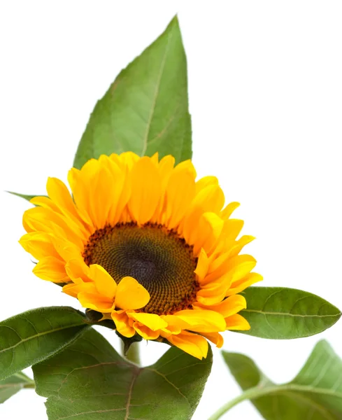 Girasole — Foto Stock