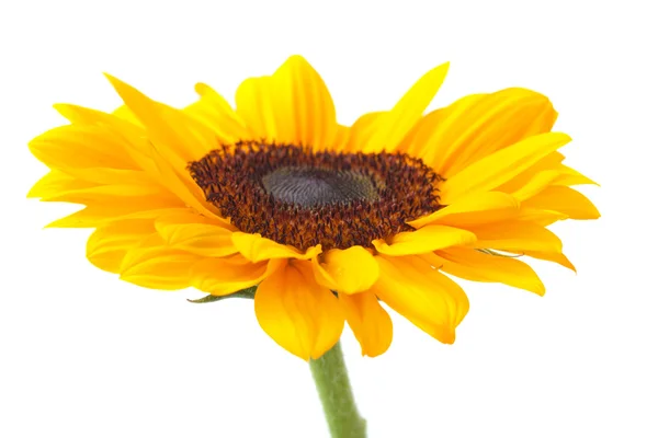 Girasole — Foto Stock