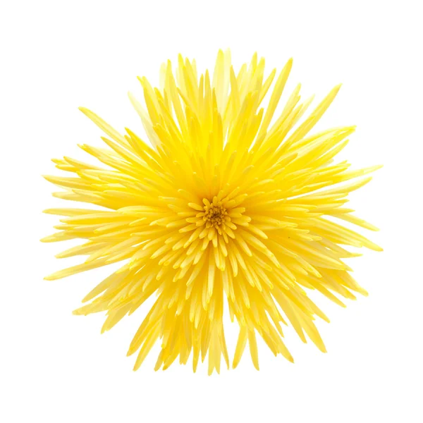 Chrysanthème jaune , — Photo