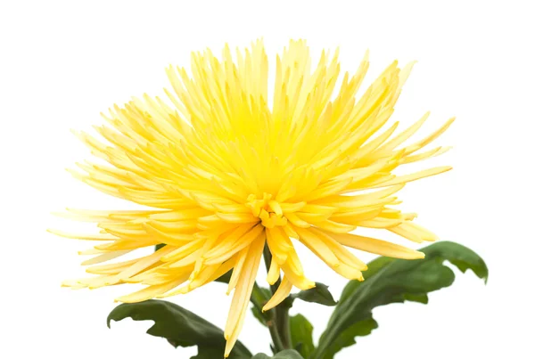 Gelbe Chrysantheme, — Stockfoto