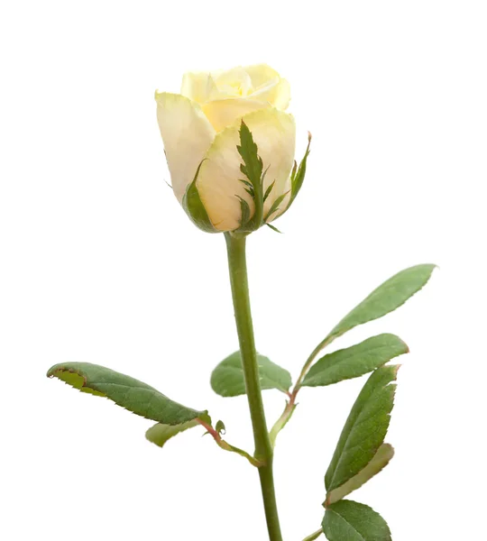 Bleke gele roos geïsoleerd — Stockfoto