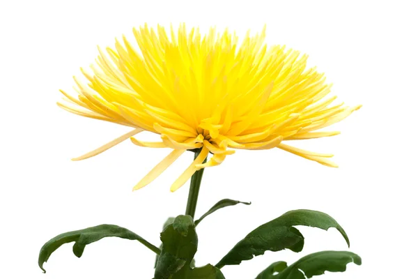 Gelbe Chrysantheme, — Stockfoto