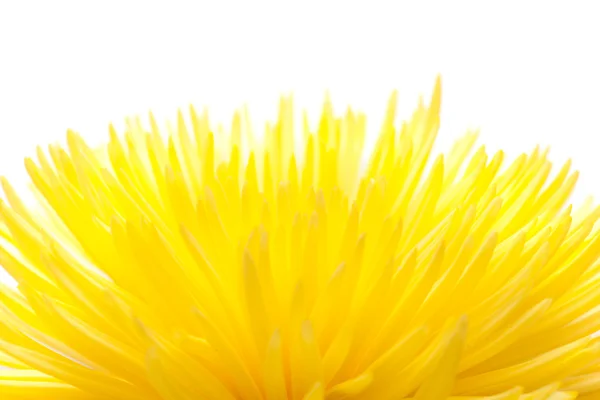 Yellow Chrysanthemum, — Stock Photo, Image