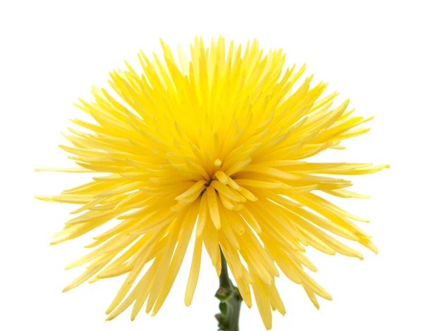 Yellow Chrysanthemum, — Stock Photo, Image