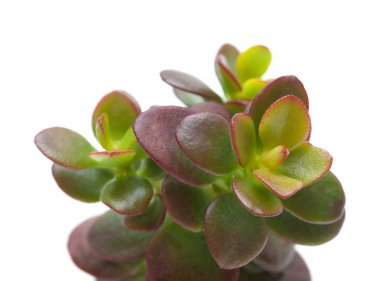 Yeşim bitkisi tesisi