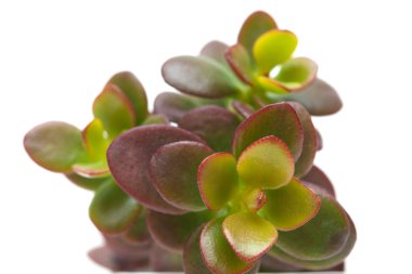 Yeşim bitkisi tesisi