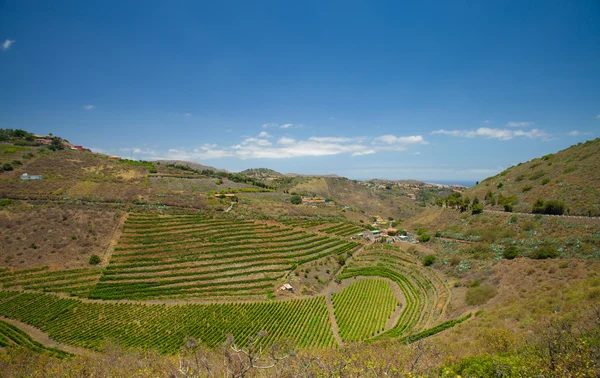 Vineyards around Bandama — Stock Photo, Image