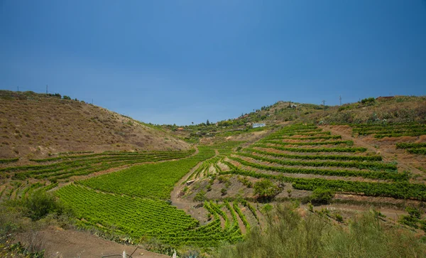 Vineyards around Bandama — Stock Photo, Image