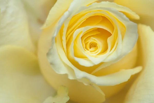 Fond rose jaune pâle — Photo