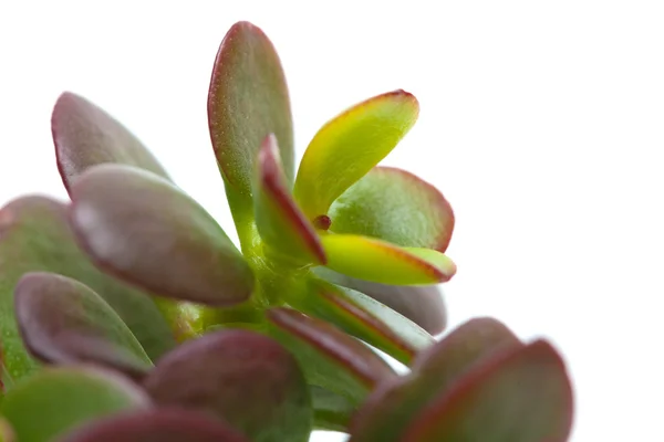 Planta de crassula —  Fotos de Stock