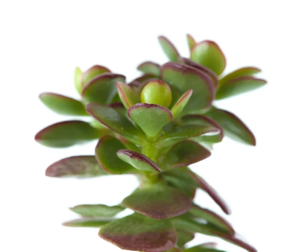 Planta de crassula —  Fotos de Stock