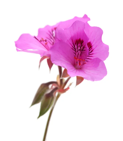 Pelargonien — Stockfoto