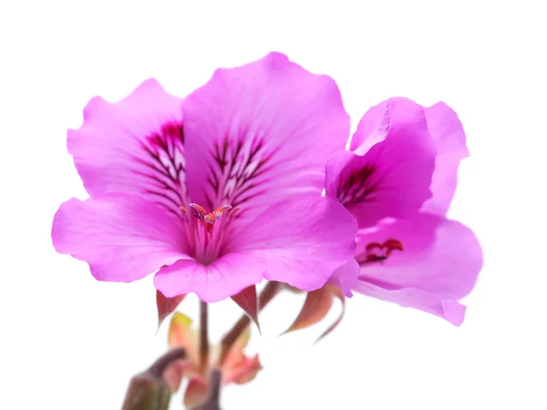 Pelargonia — Zdjęcie stockowe