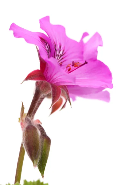 Pelargonium — Stock Photo, Image