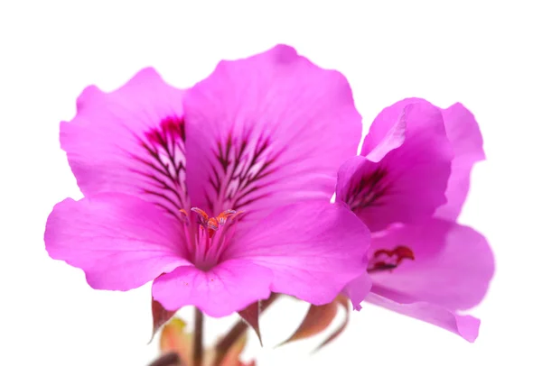 Pelargonia — Zdjęcie stockowe