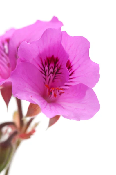 Pelargonio — Foto Stock