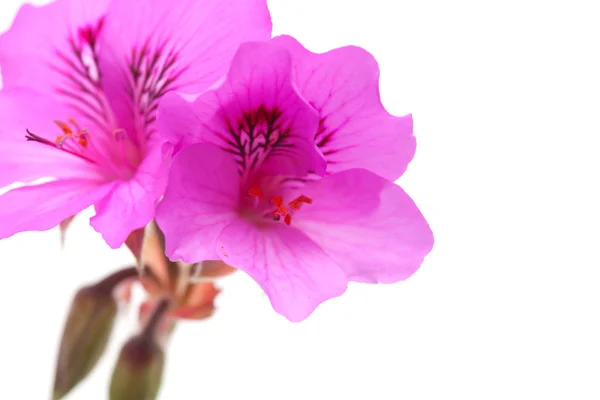 Pelargonium — Stock Photo, Image