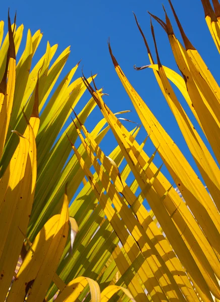 Gult och blått palm leaf abstrakt — Stockfoto