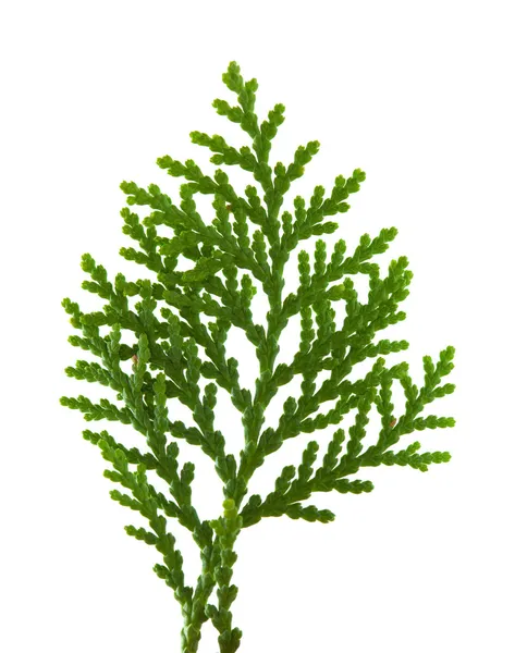 Brach van thuja — Stockfoto