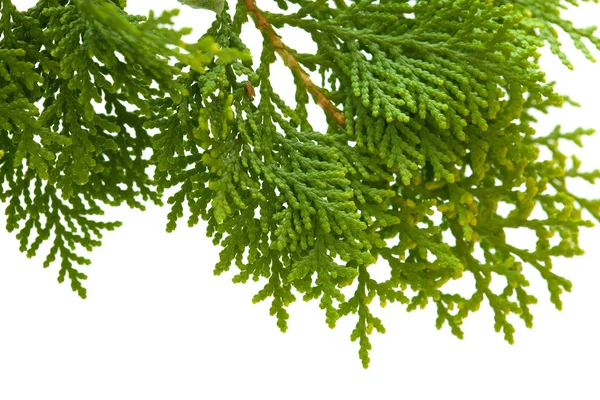 Brach of thuja — Stock Photo, Image