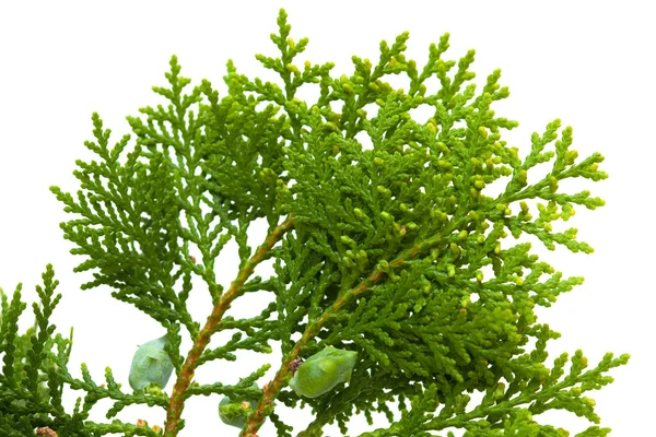 Brach de thuja — Fotografia de Stock