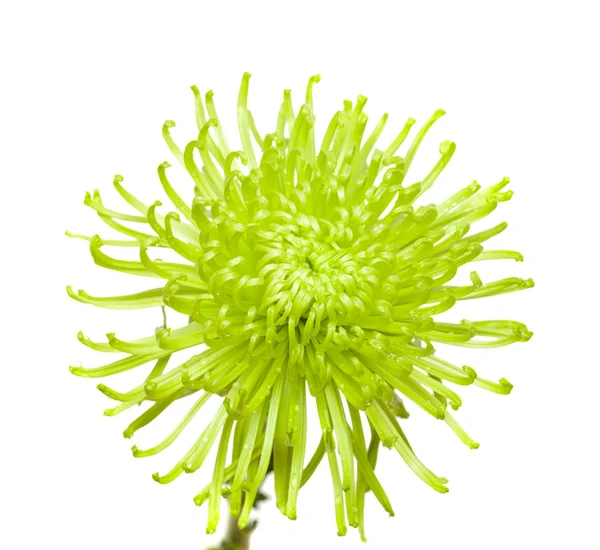 Zelená chryzantéma — Stock fotografie