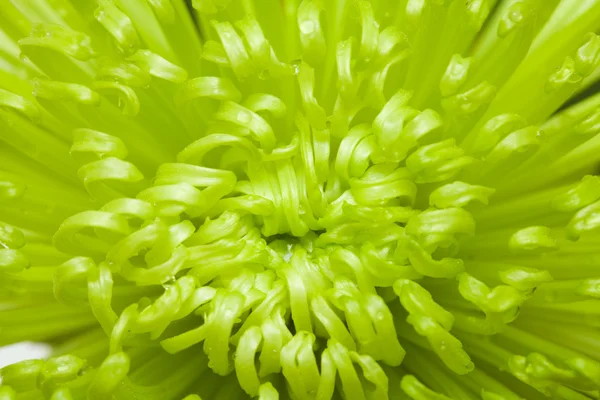 Green chrysanthemum — Stock Photo, Image