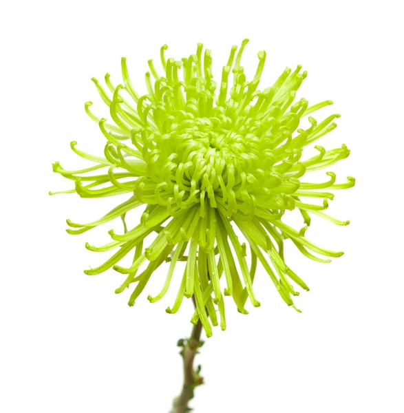 Crisantemo verde — Foto Stock