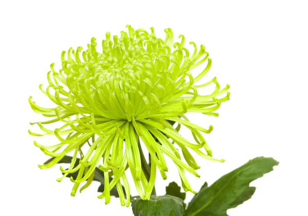 Chrysanthemen — Stockfoto