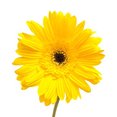 Gerbera