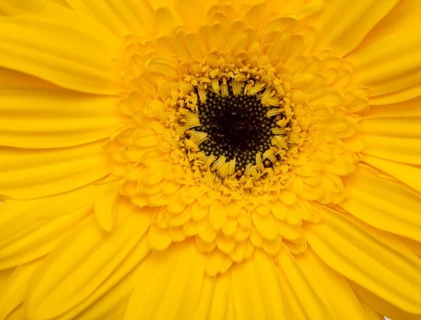 Gerberas — Foto de Stock