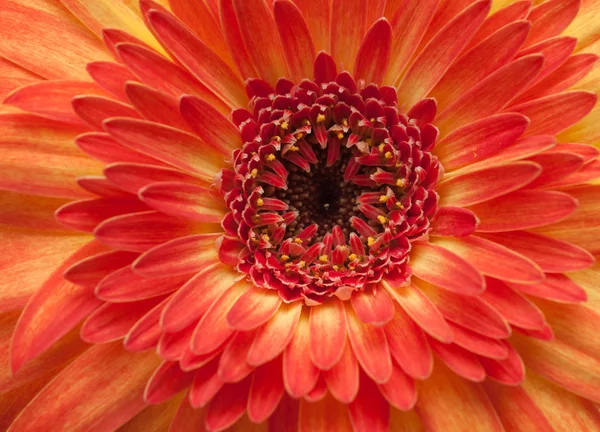 Gerberas — Foto de Stock