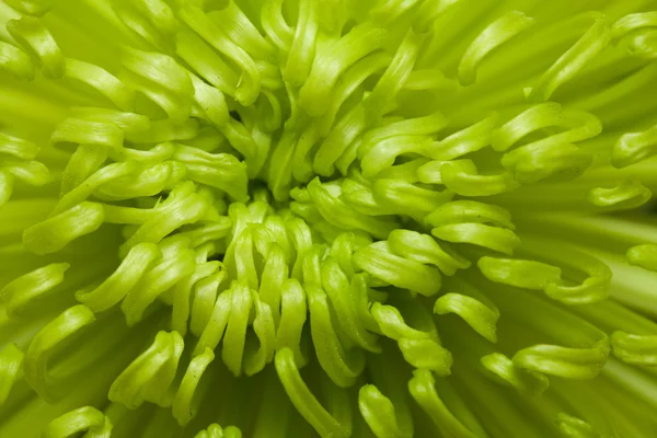 Green chrysanthemum — Stock Photo, Image