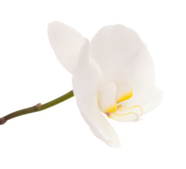 Beyaz orkide beyaza izole edilmiş.