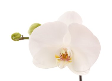 Beyaz orkide beyaza izole edilmiş.