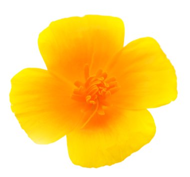 Kaliforniyalı haşhaş