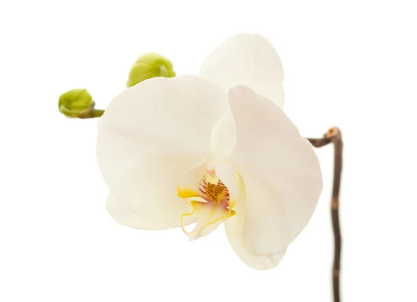 Orquídea branca isolada em branco — Fotografia de Stock